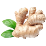 FRESH GINGER