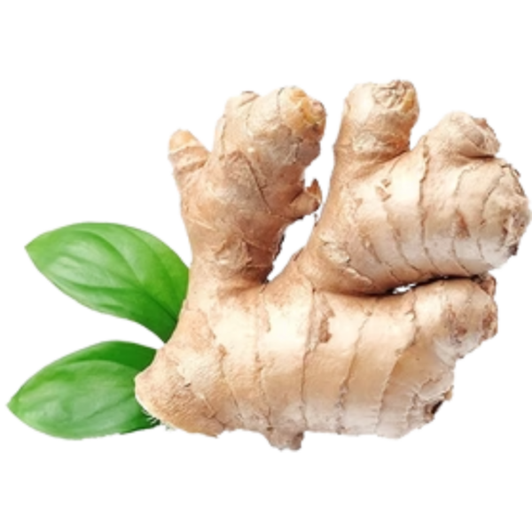 FRESH GINGER