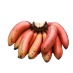 RED BANANA (SEV VAZHAI)