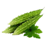 BITTER GOURD (PAGARKKAI-KARELA)