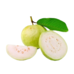 INDIAN GUAVA