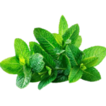 MINT LEAVES (PUTHINA KEERAI) 1 BUNCH